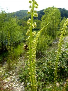 Reseda luteola L., 1753