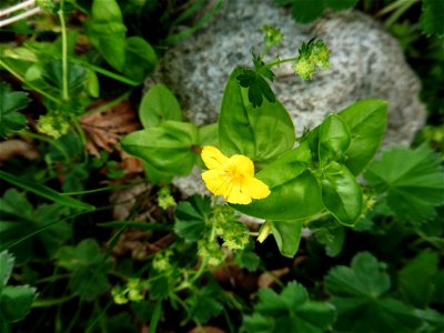 Lysimachia nemorum L., 1753