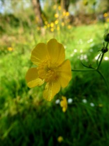 Ranunculus acris L., 1753