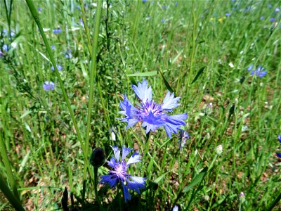 Cyanus segetum Hill, 1762