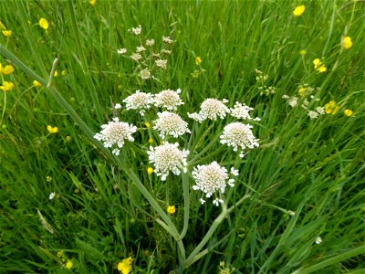 Oenanthe silaifolia M.Bieb., 1819