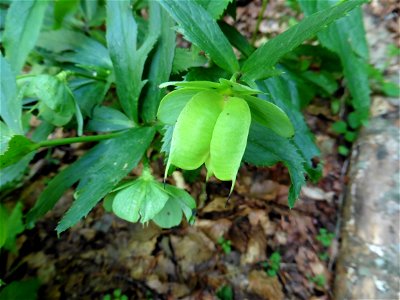 Helleborus viridis L., 1753