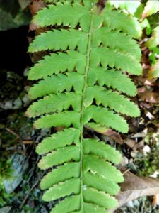 Polystichum lonchitis (L.) Roth, 1799