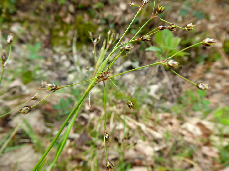 Luzula pilosa (L.) Willd., 1809