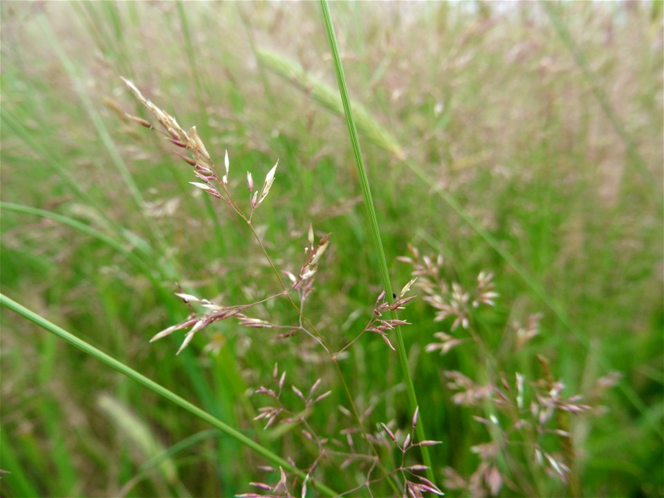 Agrostis capillaris L., 1753