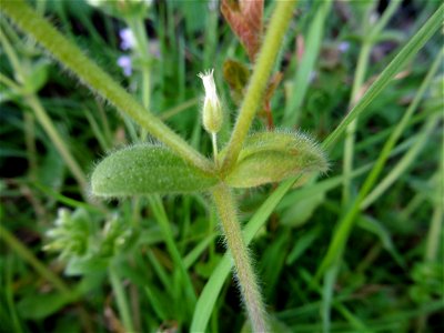 Cerastium glomeratum Thuill., 1799