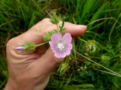 Malva setigera Spenn., 1829