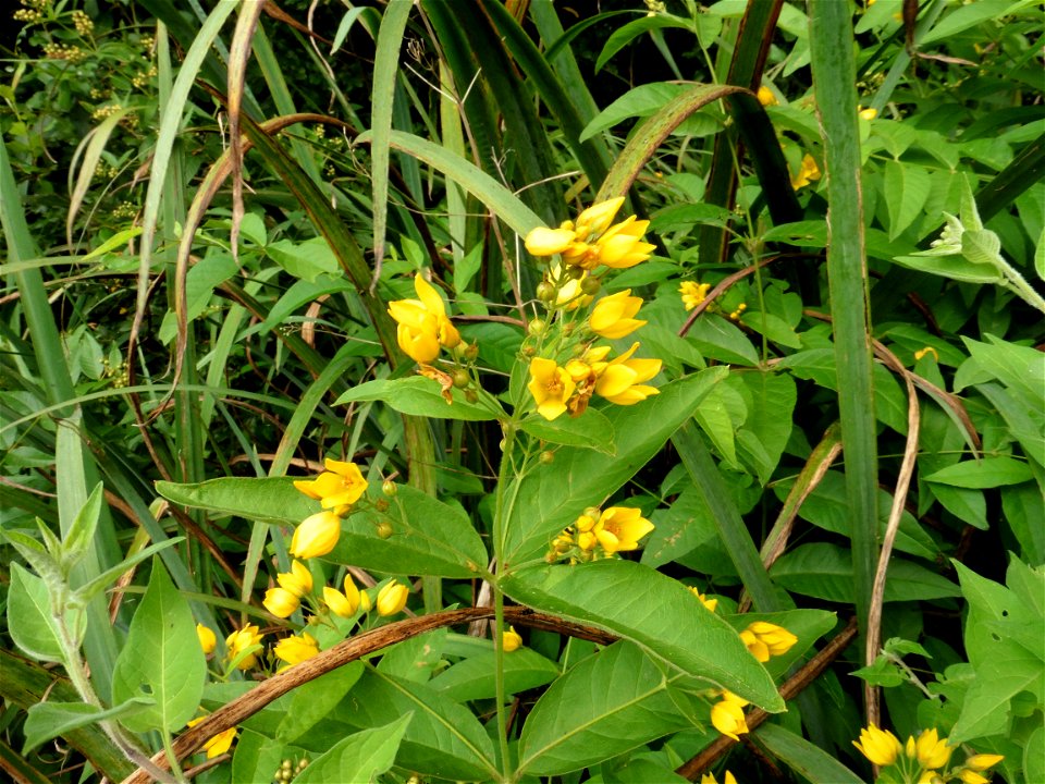 Lysimachia vulgaris L., 1753