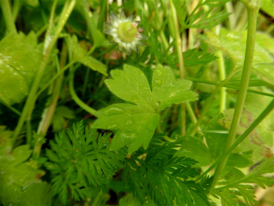 Ranunculus parviflorus L., 1758