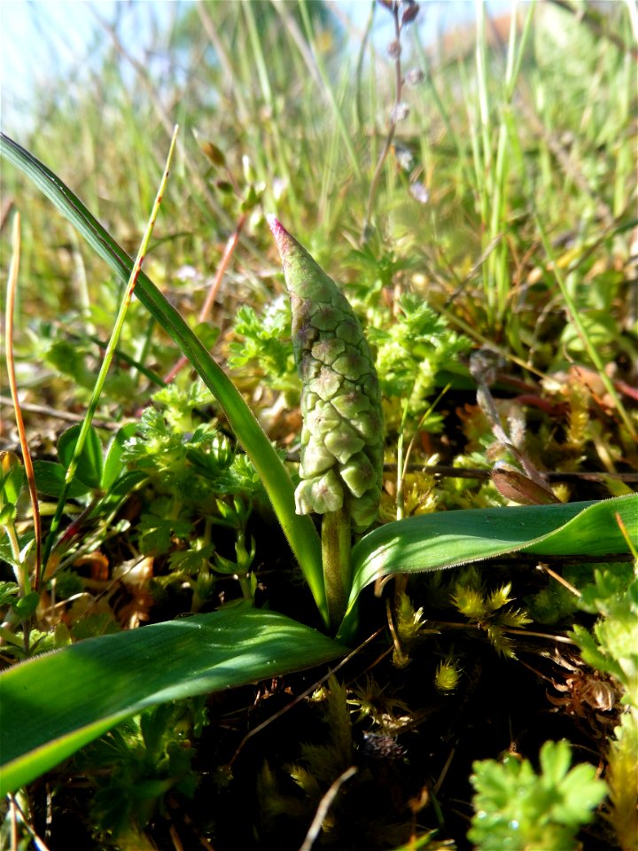 Muscari comosum (L.) Mill., 1768