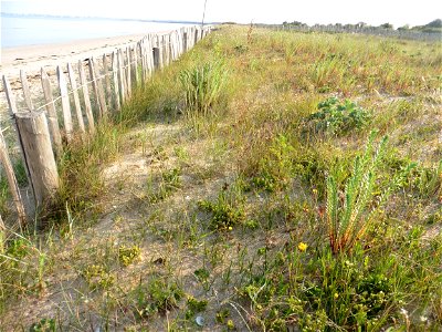 Littoral de Charente-Maritime