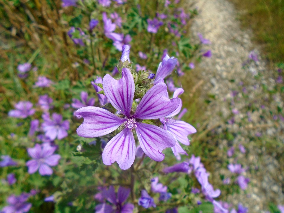 Malva sylvestris L., 1753