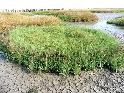 Spartina anglica C.E.Hubb., 1978
