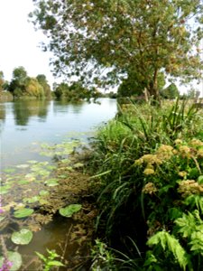 Fleuve Charente, Charente-Maritime
