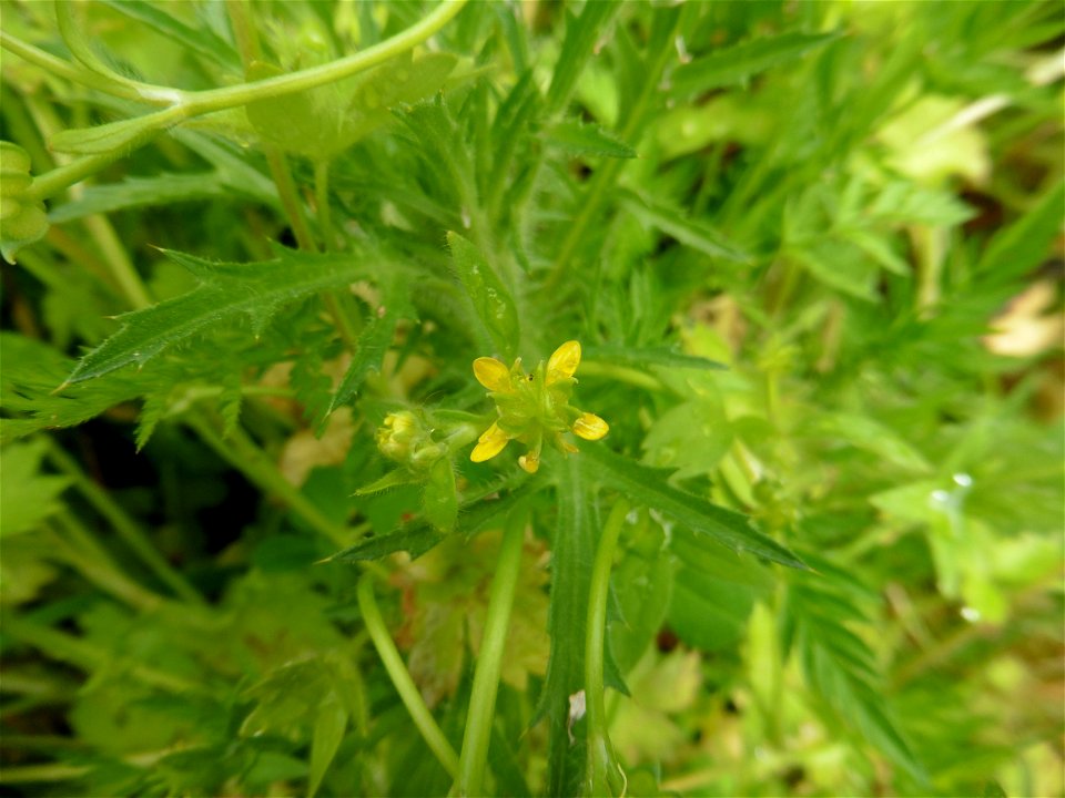 Ranunculus parviflorus L., 1758