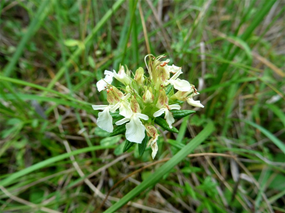Teucrium montanum L., 1753