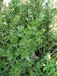 Ruscus aculeatus L., 1753