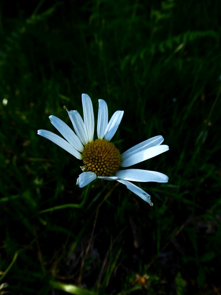 Leucanthemum vulgare Lam., 1779