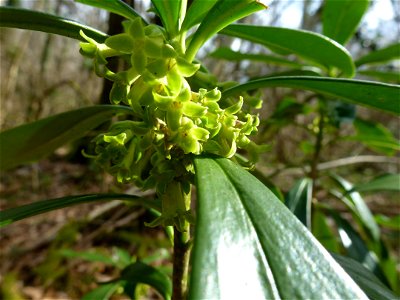 Daphne laureola L., 1753