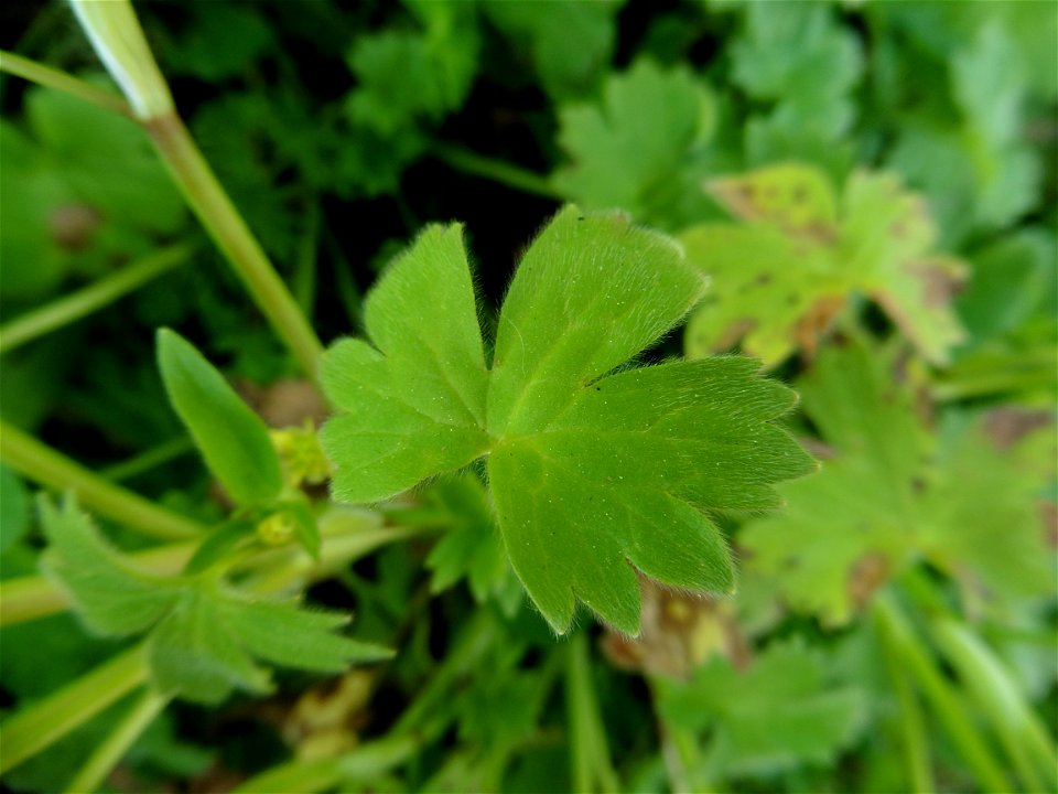 Ranunculus parviflorus L., 1758