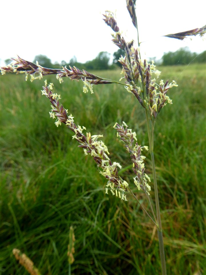 Puccinellia festuciformis subsp. festuciformis (Host) Parl., 1850