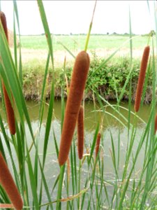 Typha angustifolia L., 1753