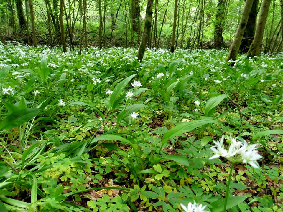 Allium ursinum L., 1753