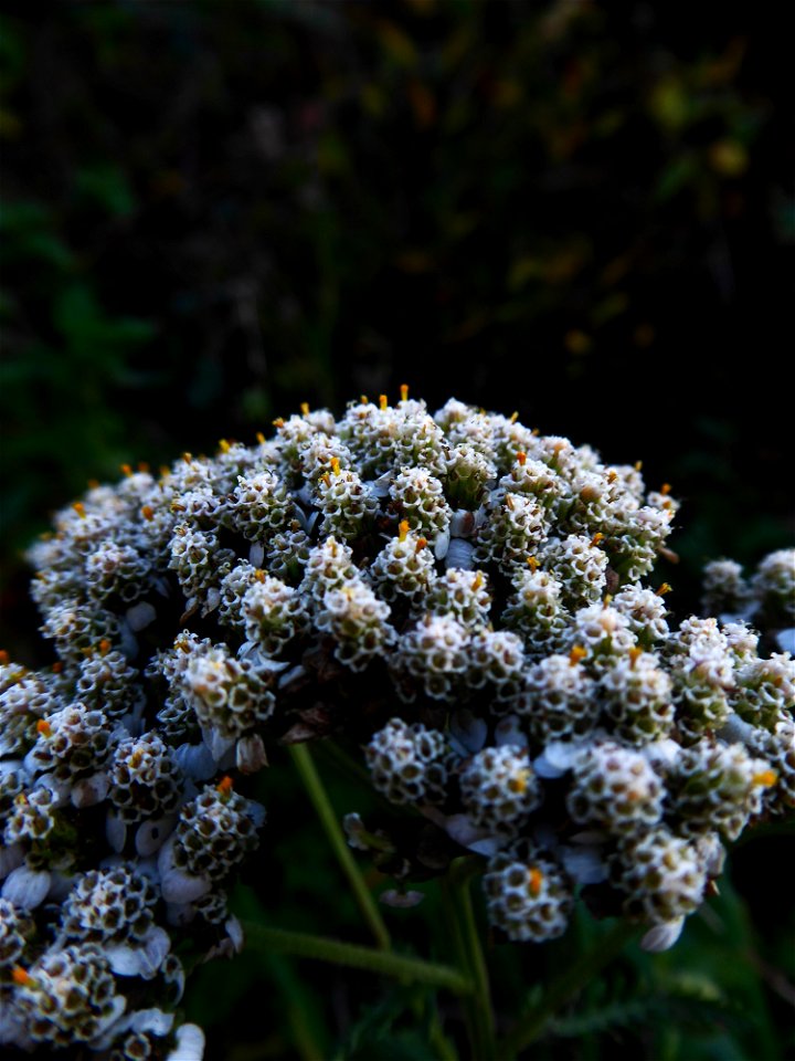 Achillea millefolium L., 1753
