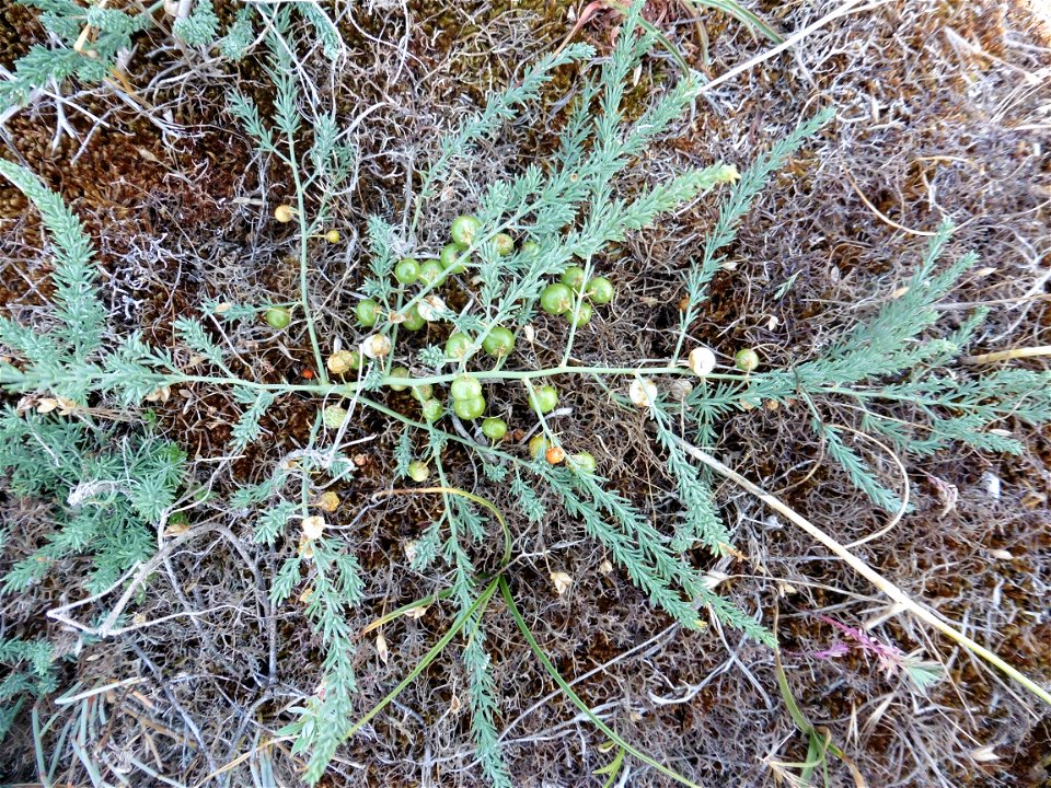 Asparagus officinalis subsp. prostratus (Dumort.) Corb., 1894