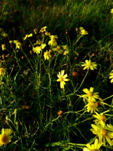 Senecio inaequidens DC., 1838