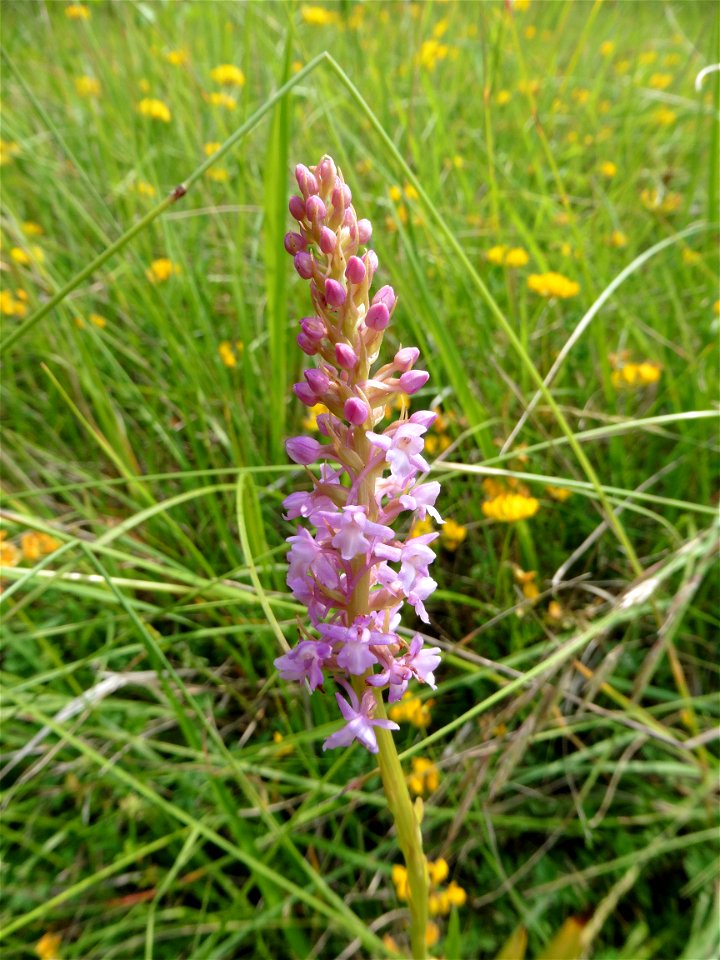 Gymnadenia conopsea (L.) R.Br., 1813