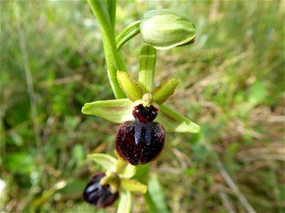 Ophrys passionis Sennen, 1926