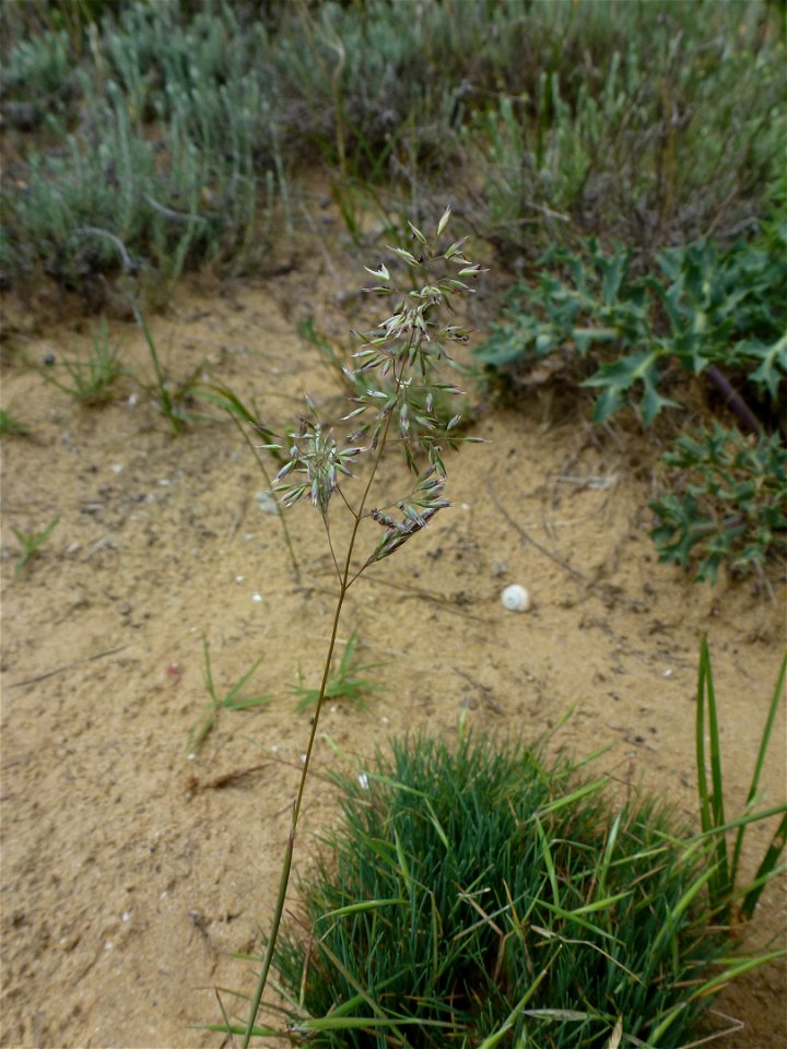 Corynephorus canescens (L.) P.Beauv., 1812