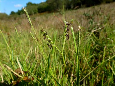Paspalum distichum L., 1759