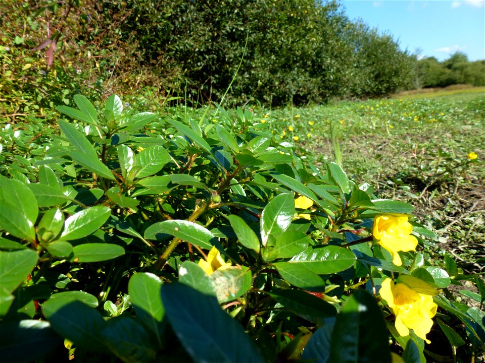 Ludwigia peploides (Kunth) P.H.Raven, 1964