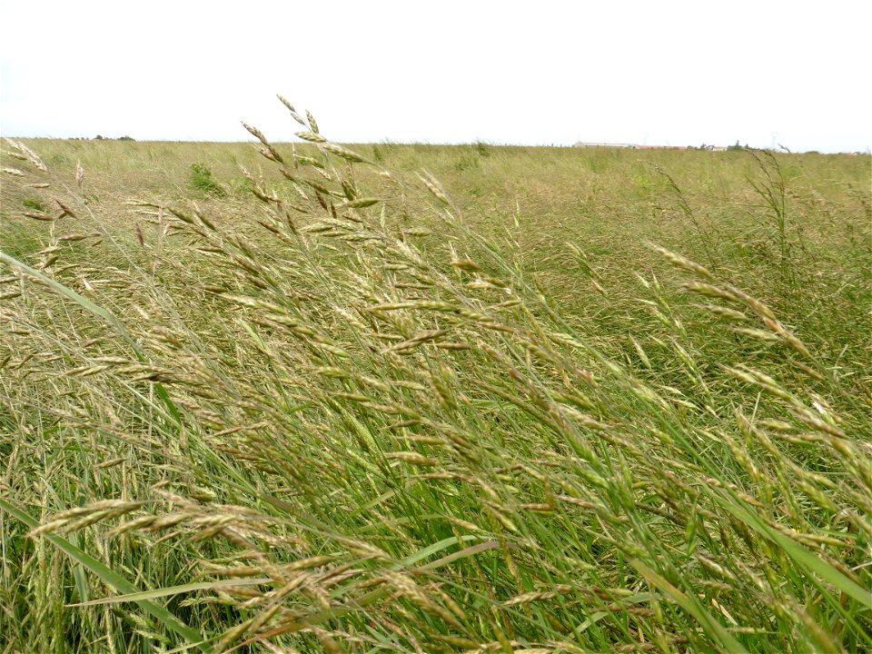 Bromus racemosus L., 1762
