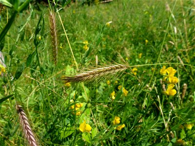 Hordeum secalinum Schreb., 1771
