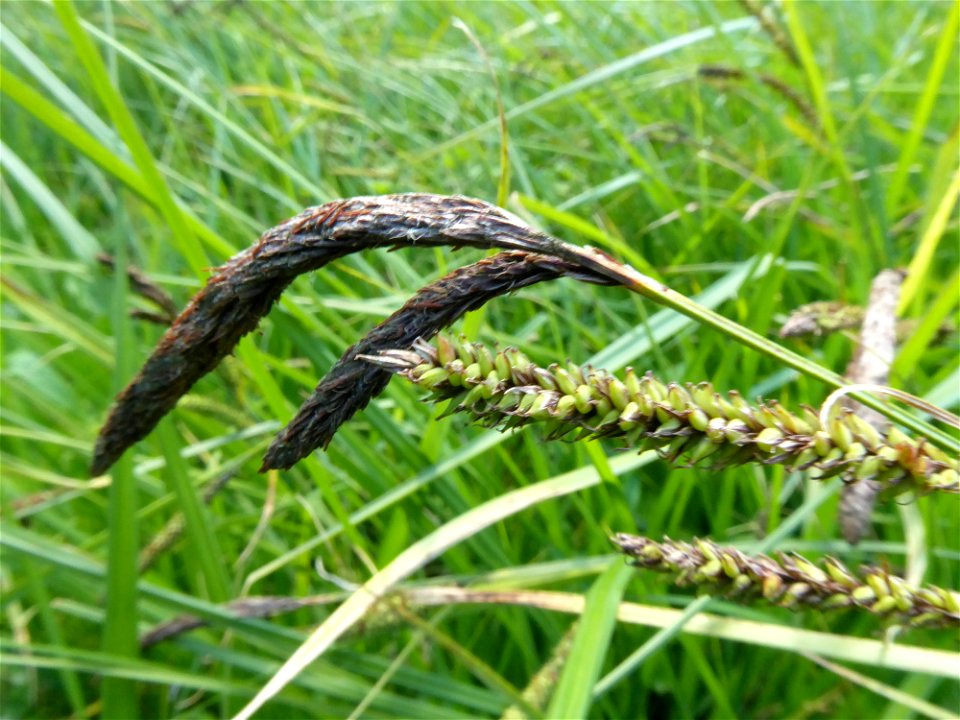 Carex acutiformis Ehrh., 1789