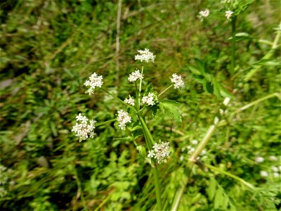 Berula erecta (Huds.) Coville, 1893