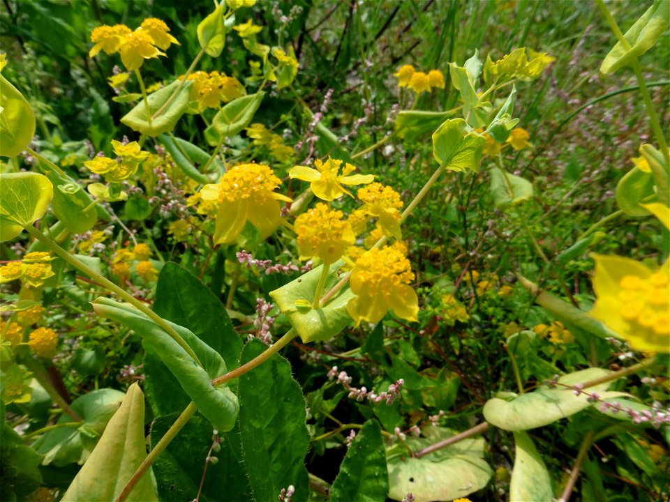 Bupleurum subovatum Link ex Spreng., 1813