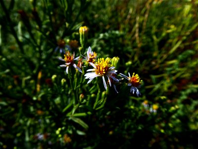 Tripolium pannonicum (Jacq.) Dobrocz., 1962