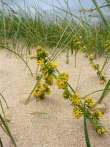 Galium arenarium Loisel., 1806