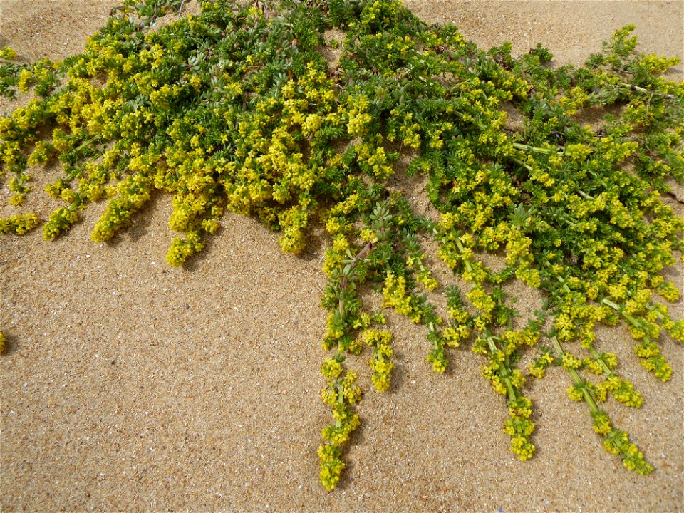 Galium arenarium Loisel., 1806