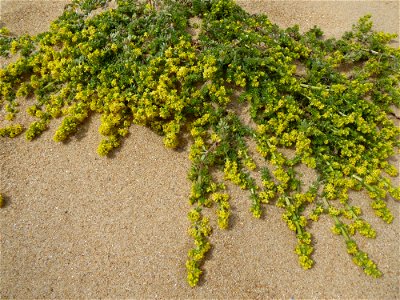 Galium arenarium Loisel., 1806