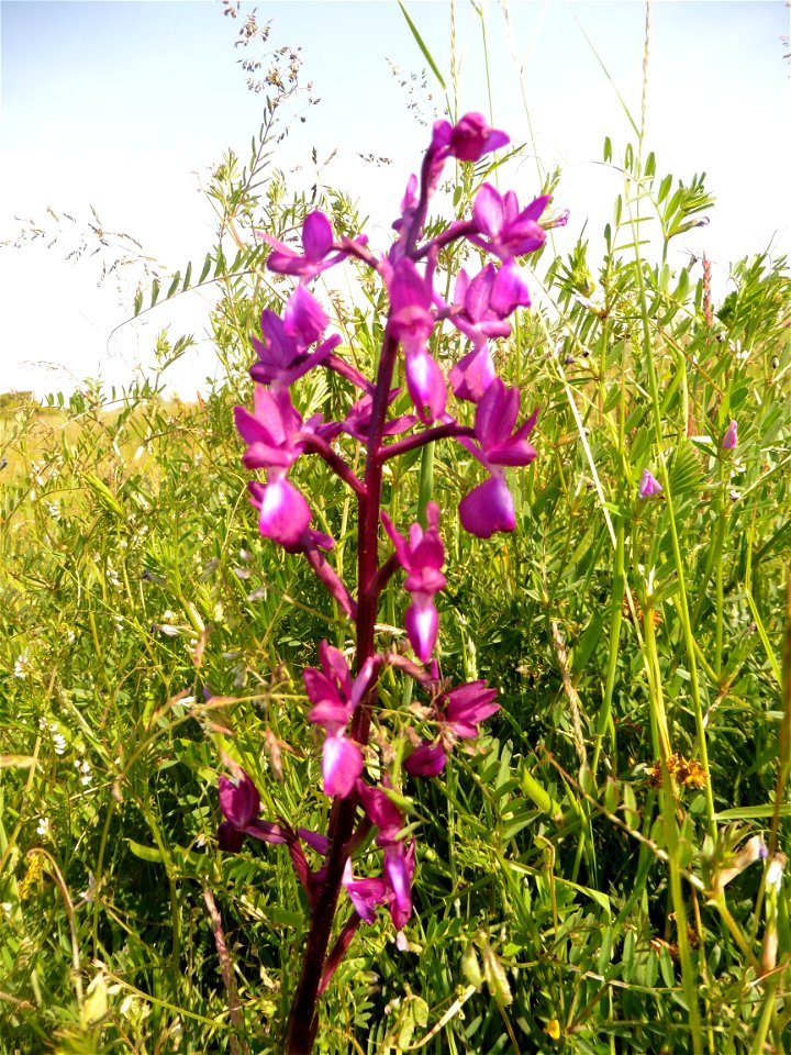 Anacamptis laxiflora (Lam.) R.M.Bateman, Pridgeon & M.W.Chase, 1997