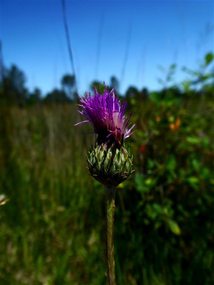 Cirsium tuberosum (L.) All., 1785