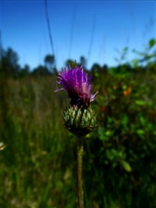 Cirsium tuberosum (L.) All., 1785