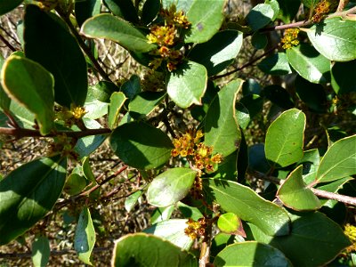 Rhamnus alaternus L., 1753