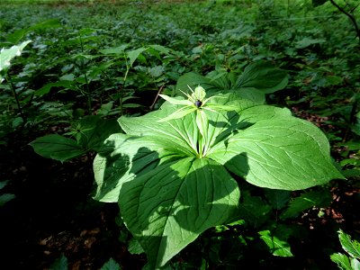 Paris quadrifolia L., 1753