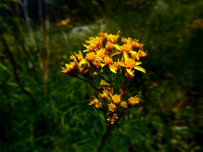Jacobaea adonidifolia (Loisel.) Mérat, 1812